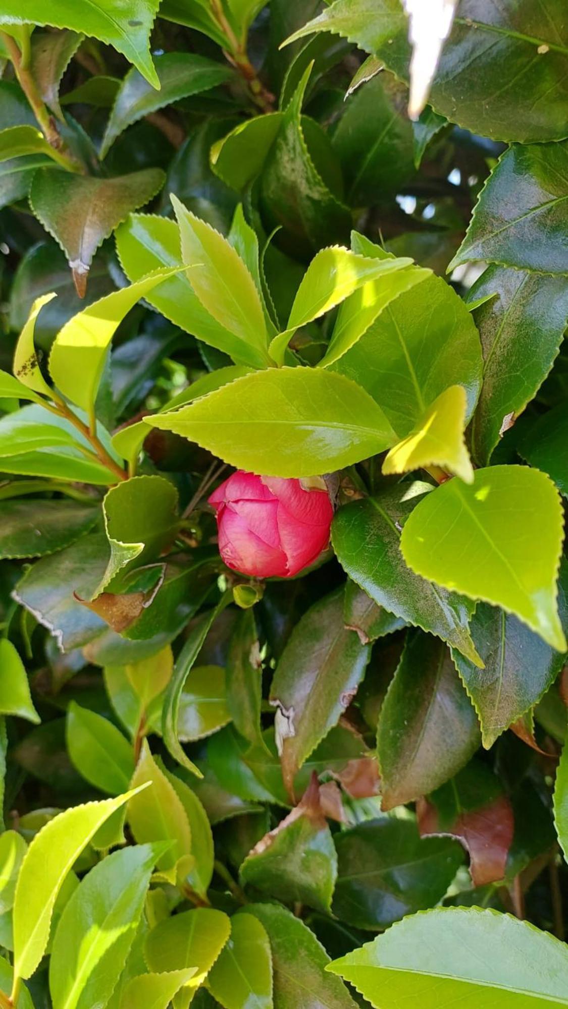 Retiro Das Camelias 1 Lajes das Flores Ngoại thất bức ảnh