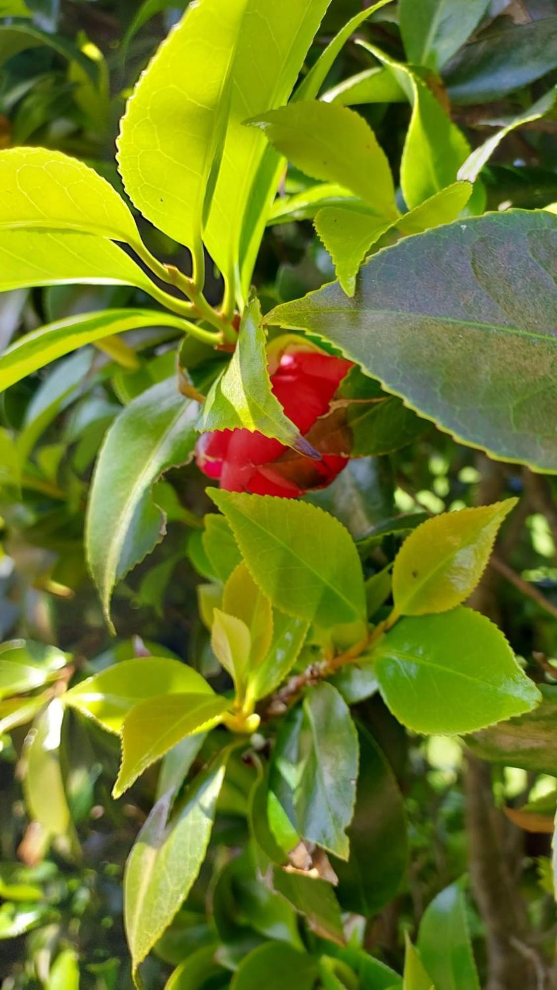 Retiro Das Camelias 1 Lajes das Flores Ngoại thất bức ảnh