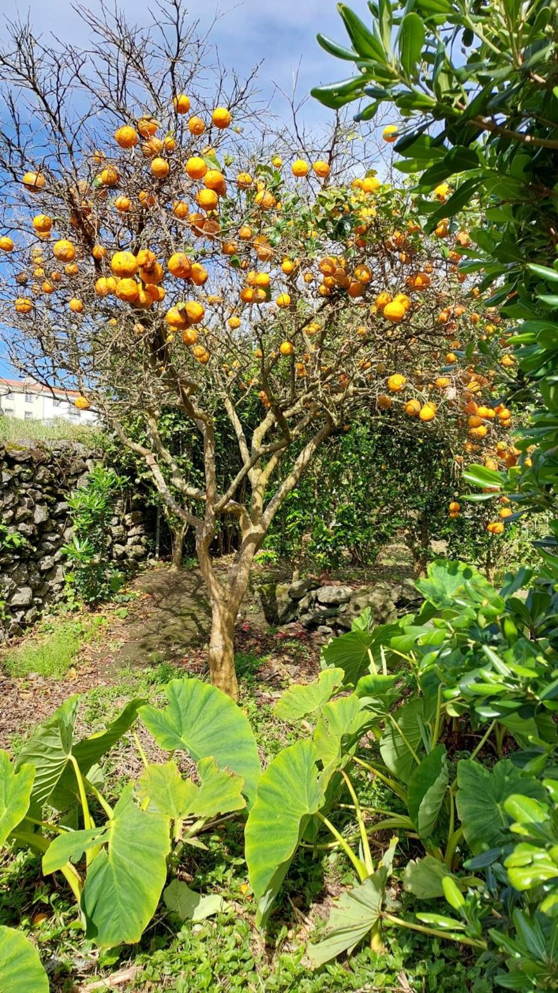 Retiro Das Camelias 1 Lajes das Flores Ngoại thất bức ảnh